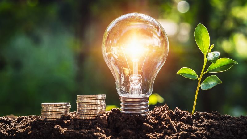 Münzen, Glühbirne und kleine Pflanze